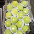 Shandong Pear